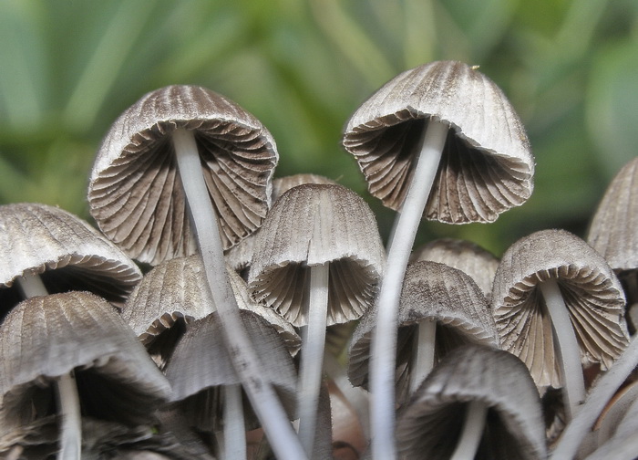 Coprinellus disseminatus